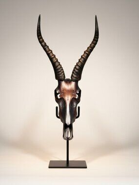 Hand painted real Bleskbok skull